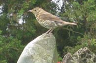 thrush